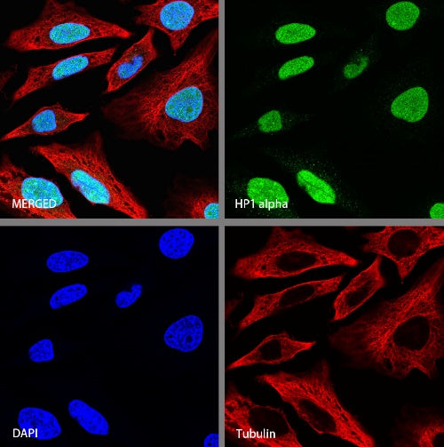 HP1α Recombinant Rabbit mAb (S-1462-53)