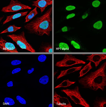 HP1α Recombinant Rabbit mAb (S-1462-53)