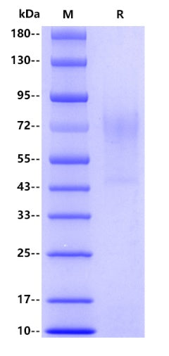 Human CD138, His tag