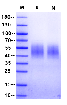 Plectin His Tag Protein, Rhesus macaque/Cynomolgus