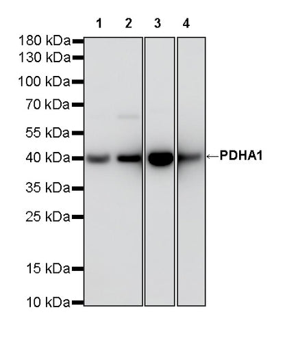 PDHA1 Recombinant Rabbit mAb