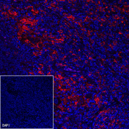 CD163 Recombinant Rabbit mAb (Alexa Fluor® 555 Conjugate) (S-222-171)