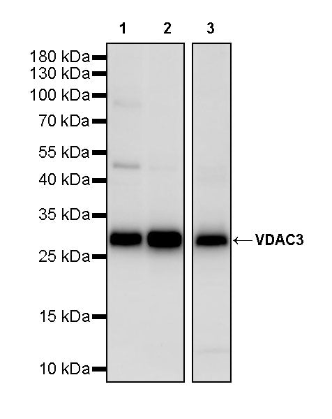 VDAC3 Rabbit Polyclonal Antibody