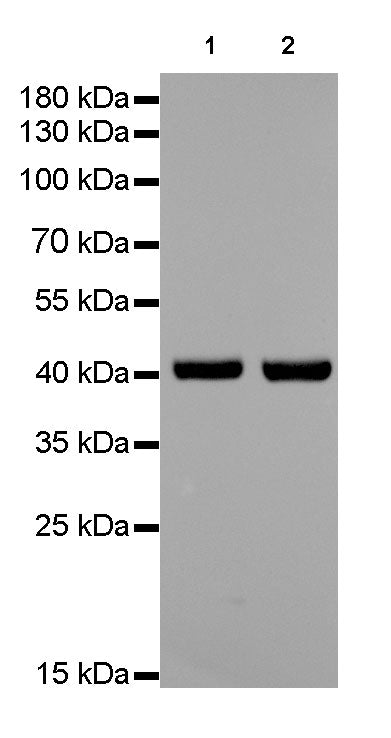 β-actin Rabbit mAb (SDT-R015)