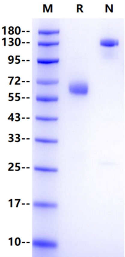 B7-H3/CD276 Fc Chimera Protein, Human