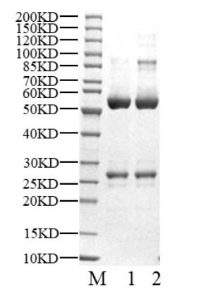 CDK5/p25 Protein