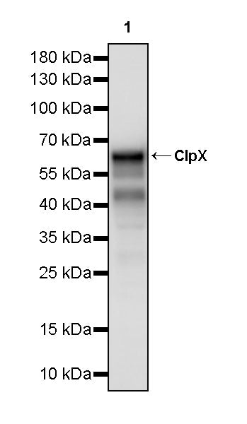 ClpX Recombinant Rabbit mAb (S-4460-33)