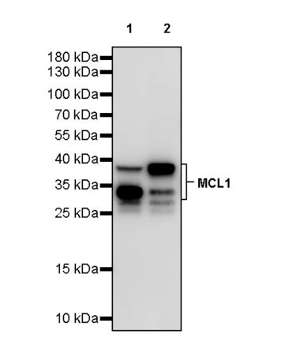 MCL1 Recombinant Rabbit mAb (S-772-109)