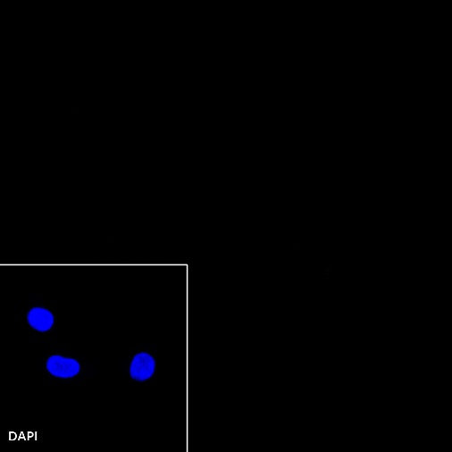 Rabbit mAb IgG Isotype Control (SDT-R173)