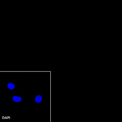 Rabbit mAb IgG Isotype Control (SDT-R173)
