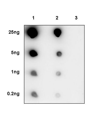 EGFR (L858R) Recombinant Rabbit mAb (SDT-421-202)