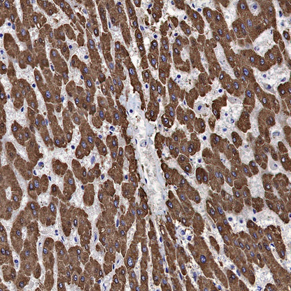 ADK Rabbit Polyclonal Antibody
