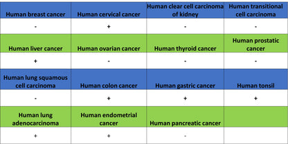 Phospho-Acetyl-CoA Carboxylase (Ser79) Recombinant Rabbit mAb (S-4302)