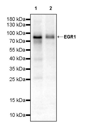 EGR1 Rabbit Polyclonal Antibody