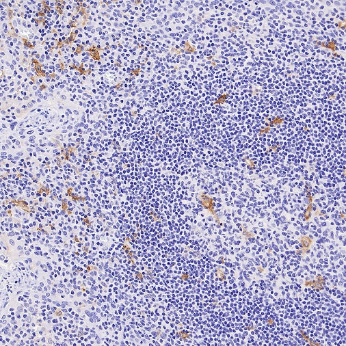 Sialoadhesin/CD169 Recombinant Rabbit mAb (SDT-3228-8)