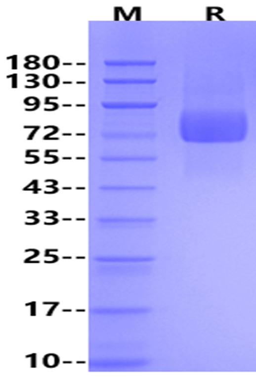Glycoprotein/GP RBD hFc chimera protein, Ebola virus-ACI28624