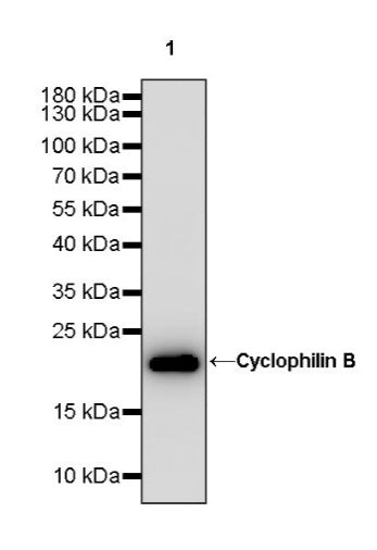 Cyclophilin B Recombinant Rabbit mAb (S-1543-63)