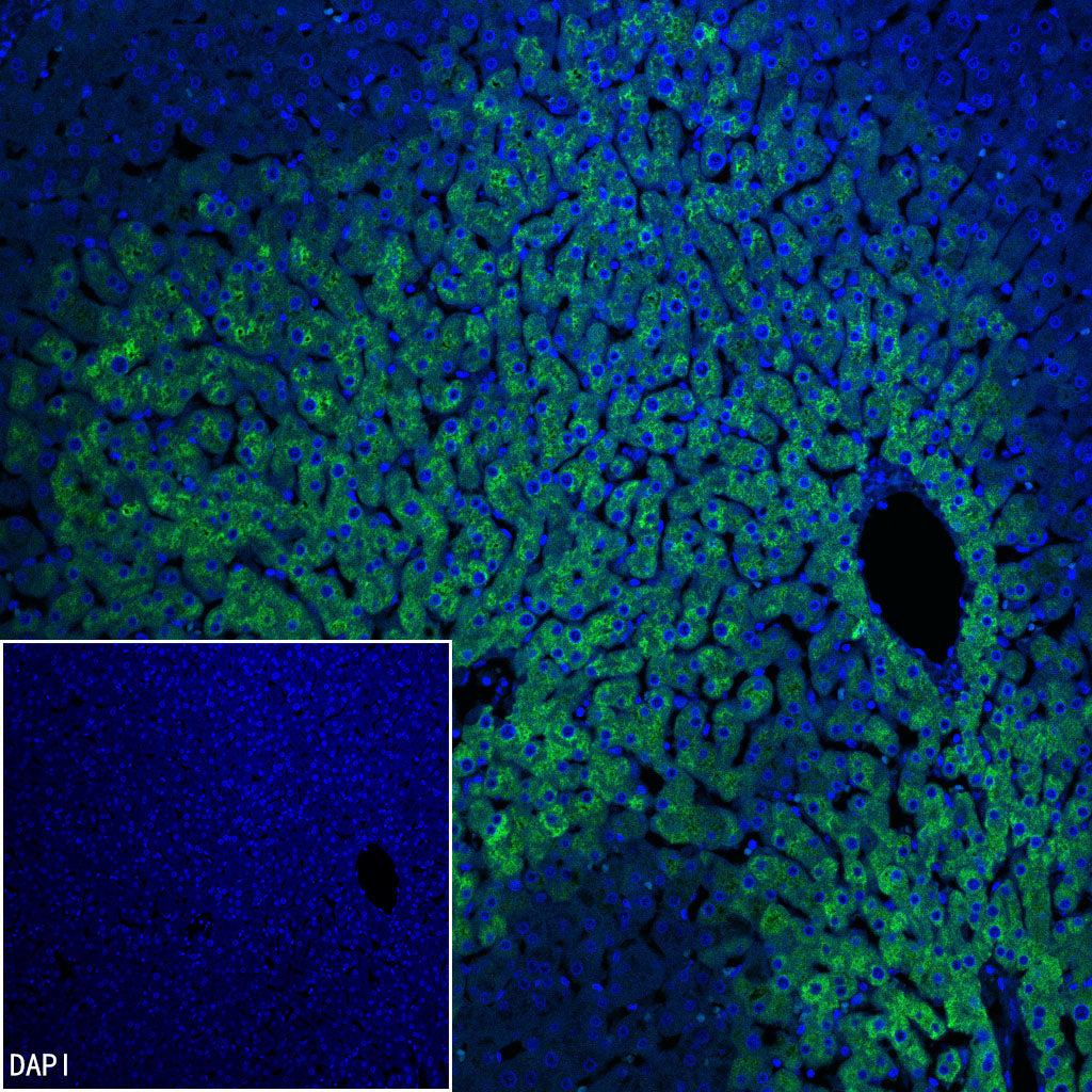 CYP3A4 Recombinant Rabbit mAb (S-2281-146)