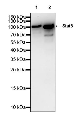 Stat5 Recombinant Rabbit mAb (S-2823-24)