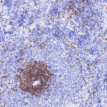 S-RMab® CD3 epsilon Recombinant Rabbit mAb,PBS Only (SDT-R137)