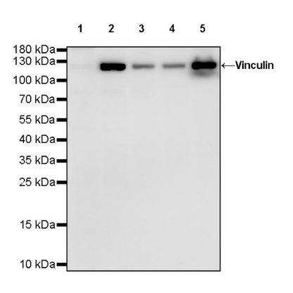 Vinculin Recombinant Rabbit mAb (S-1635-3)