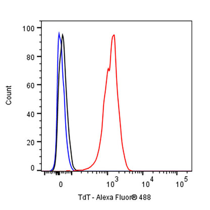 TdT Rabbit Polyclonal Antibody