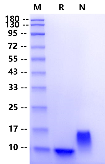 Fractalkine/CX3CL1 Protein, Human
