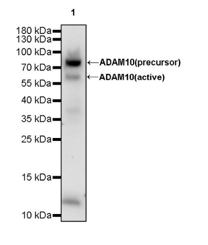 ADAM10 Rabbit polyclonal antibody