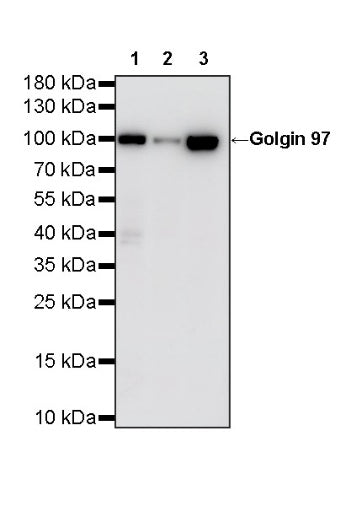 Golgin 97 Recombinant Rabbit mAb (S-6031)