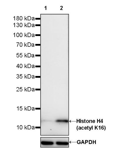 Histone H4 (acetyl K16) Recombinant Rabbit mAb (S-1482-12)