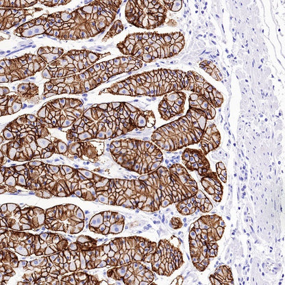 Claudin 3+Claudin 9 Recombinant Rabbit mAb (SDT-1452-69)