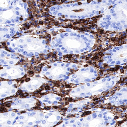 S-RMab® CD45 Recombinant Rabbit mAb,PBS Only (SDT-R035)
