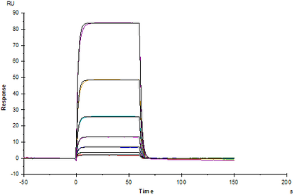 Nectin-1/PVRL1/CD111 Fc Chimera Protein, Human