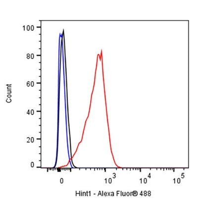 Hint1 Recombinant Rabbit mAb (S-2693-67)