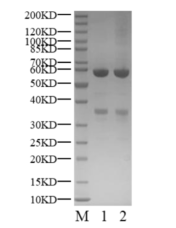 CDK6/Cyclin D1 Protein