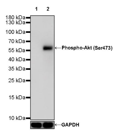 Phospho-Akt (Ser473) Recombinant Rabbit mAb (S-510-64)