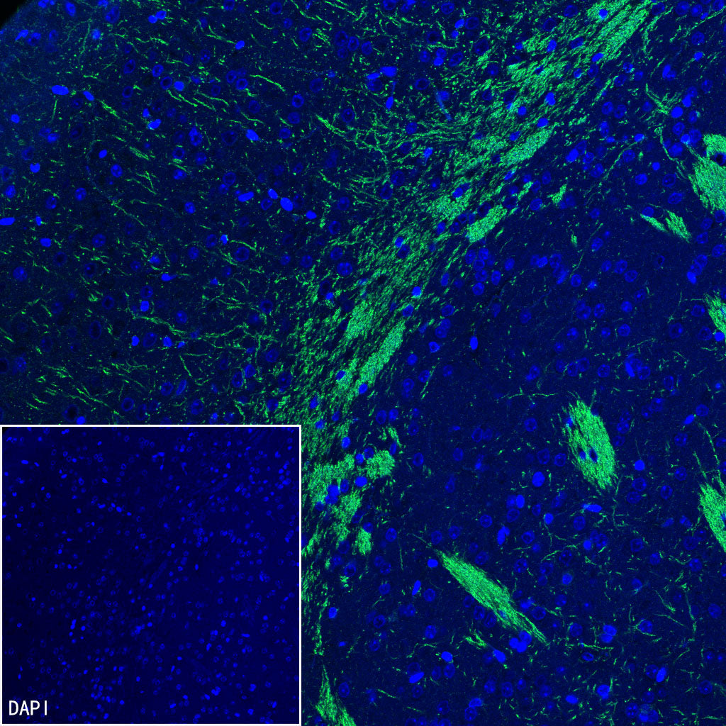 MOG Rabbit Polyclonal Antibody