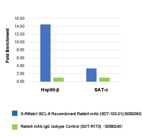 S-RMab® BCL-6 Recombinant Rabbit mAb (SDT-103-21)