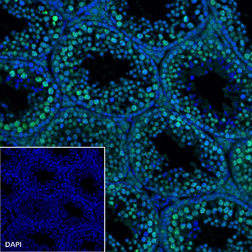 Goat Anti-Rat IgG(H+L) (Alexa Fluor® 488 Conjugate)