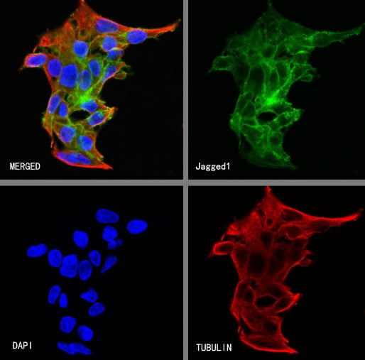 Jagged1 Recombinant Rabbit mAb (S-3296)