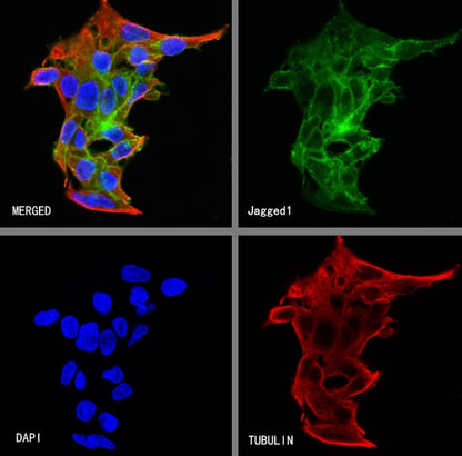 Jagged1 Recombinant Rabbit mAb (S-3296)