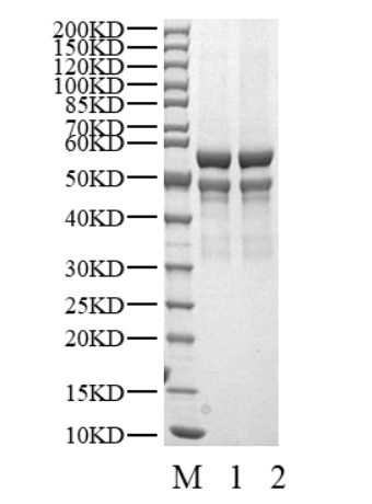 CDK3/Cyclin E2 Protein