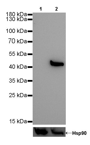 Keratin 20 Recombinant Rabbit mAb (SDT-013-18)