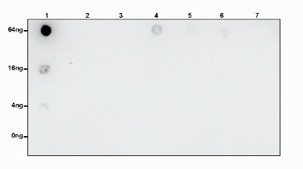 S-RMabMixTM Crotonyllysine Rabbit mAb