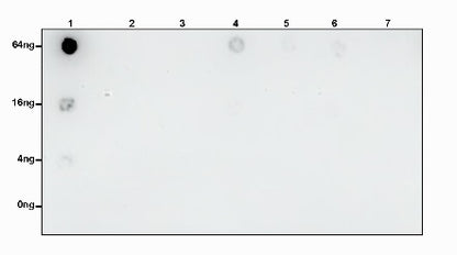 S-RMabMixTM Crotonyllysine Rabbit mAb