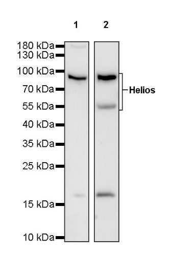 Helios Recombinant Rabbit mAb (S-1299-31)