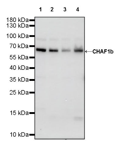 CHAF1b Recombinant Rabbit mAb (S-R316)