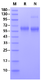 MMP-9(20-469) His Tag Protein, Cynomolgus