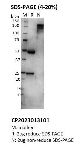 Monoclonal Anti-MMAE&MMAF Antibody