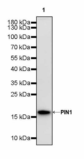 PIN1 Recombinant Rabbit mAb (S-2731-43)
